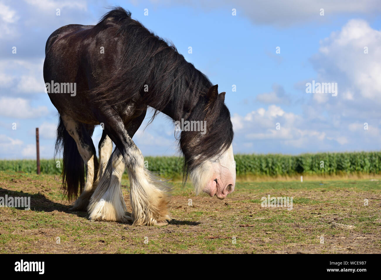Projet de Holland cheval dans une ferme. Pays-bas Banque D'Images