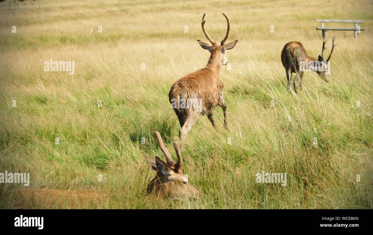 Deer en Angleterre Banque D'Images
