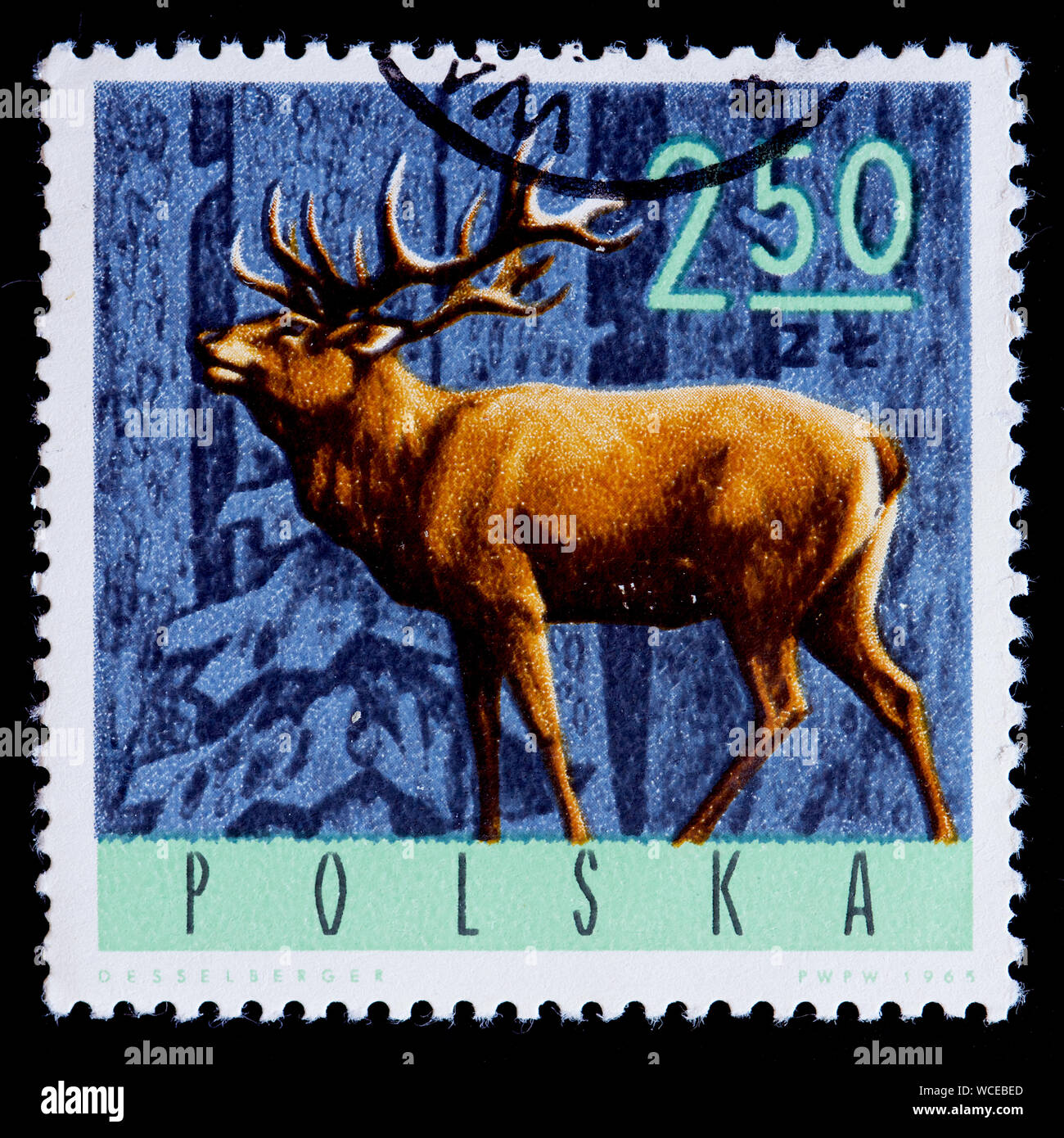 Timbre Pologne - Red Deer (Cervus elaphus) Banque D'Images