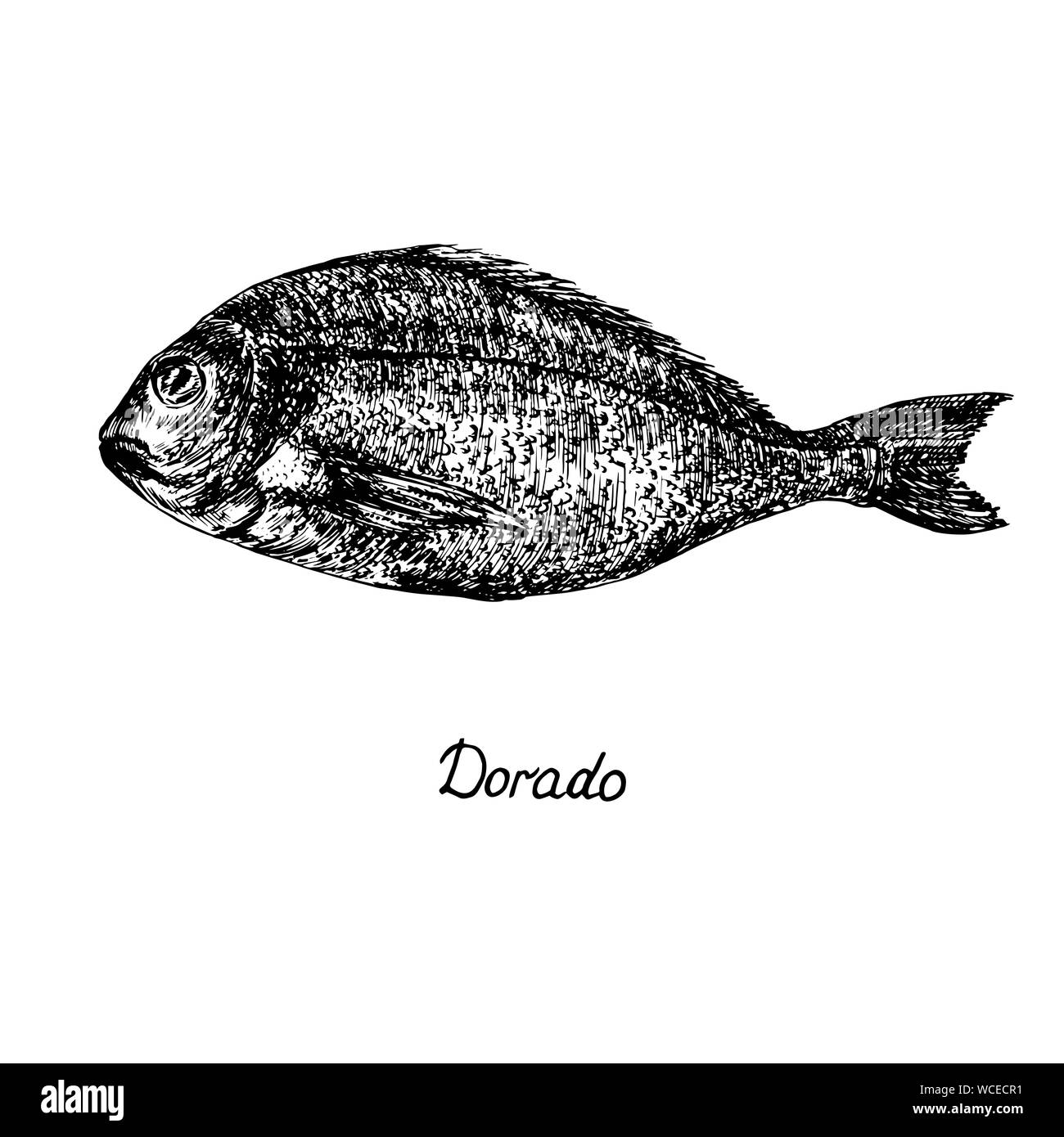 Dorado, le mahi-mahi ou coryphène commune (Coryphaena hippurus) avec inscription, hand drawn doodle croquis, illustration contour isolé Banque D'Images