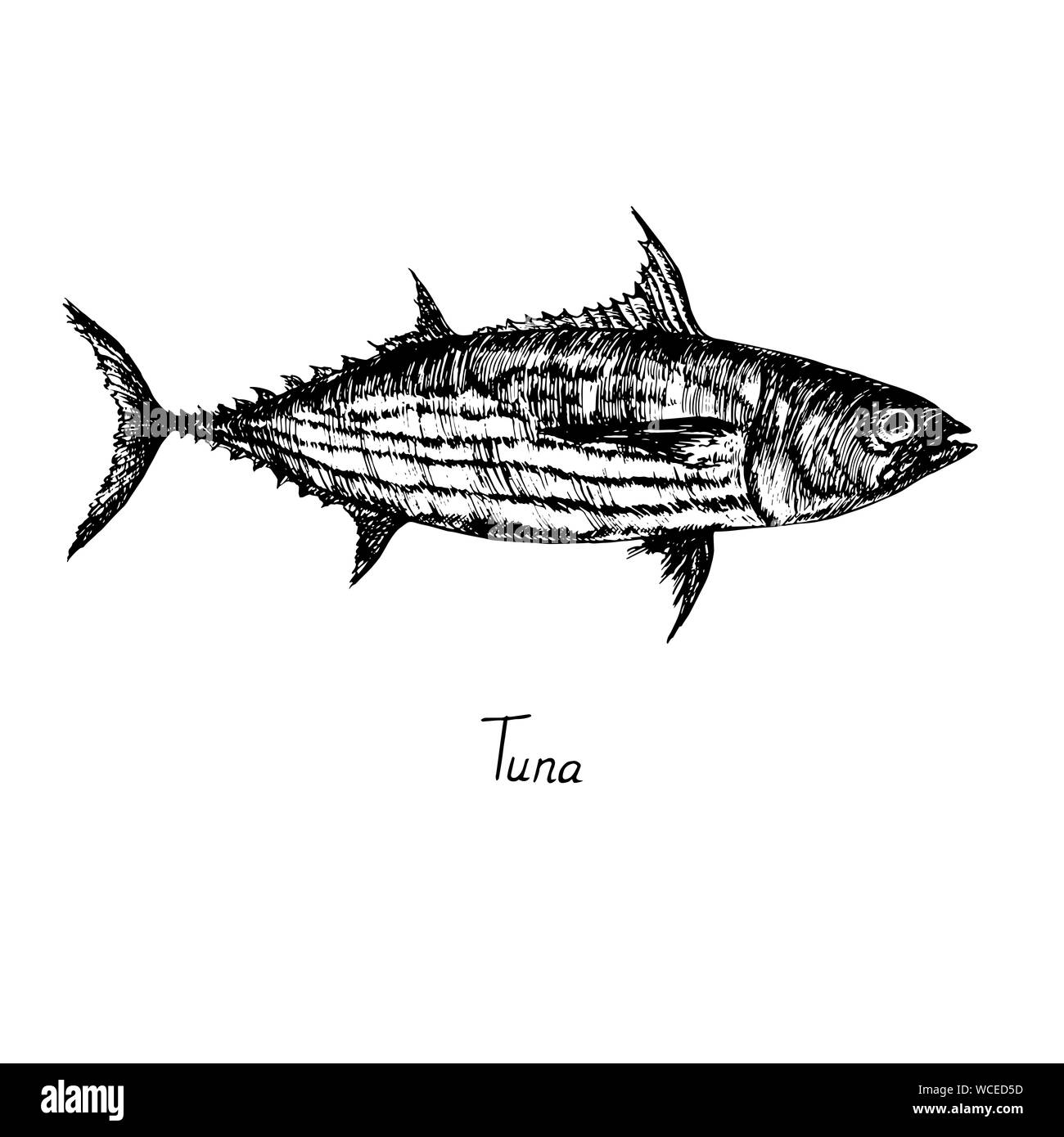 Le listao (balaya, aku, arctique, bonito mushmouth, oceanic bonito, rayé rouge, Victor poisson) avec inscription, hand drawn doodle sketch, isolé Banque D'Images