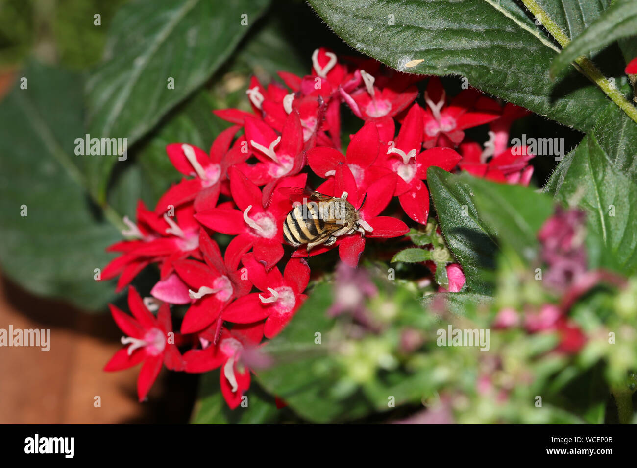Abeille jaune et noir poilu un type d'abeille amegilla digger d'Amérique latine qui se nourrit d'une famille rouge pentas lanceolata a également appelé un Égyptien fleur starcluster Banque D'Images