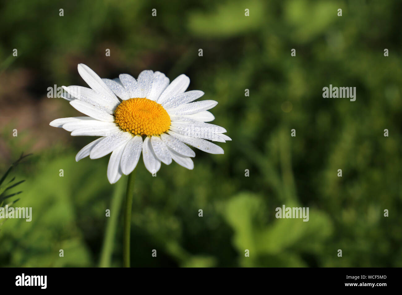 Daisy flower avec de l'eau tombe sur un pré vert. Rosée sur les pétales blancs de la camomille, de la fraîcheur de l'été nature Banque D'Images