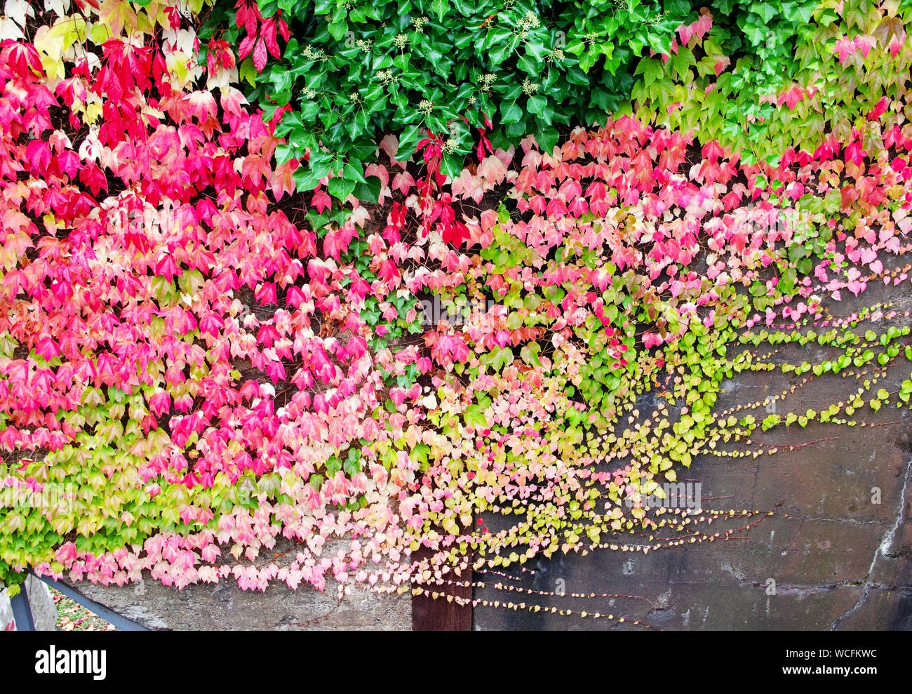 L'escalade de la vigne de jeune fille, l'Parthenocissus quinquefolia Banque D'Images