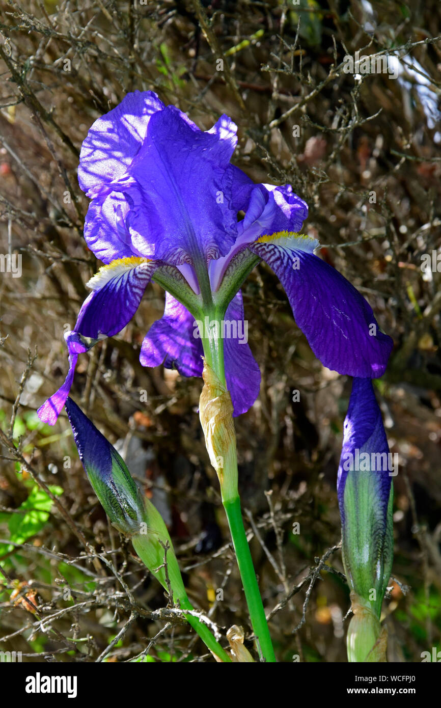 Barbu allumé côté iris bleu avec fond brun Banque D'Images
