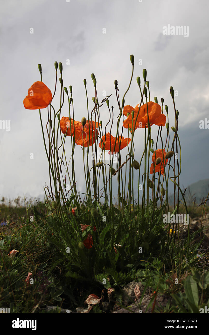 Il y a de nombreuses espèces de plantes endémiques dans la région orientale de la Mer Noire Banque D'Images