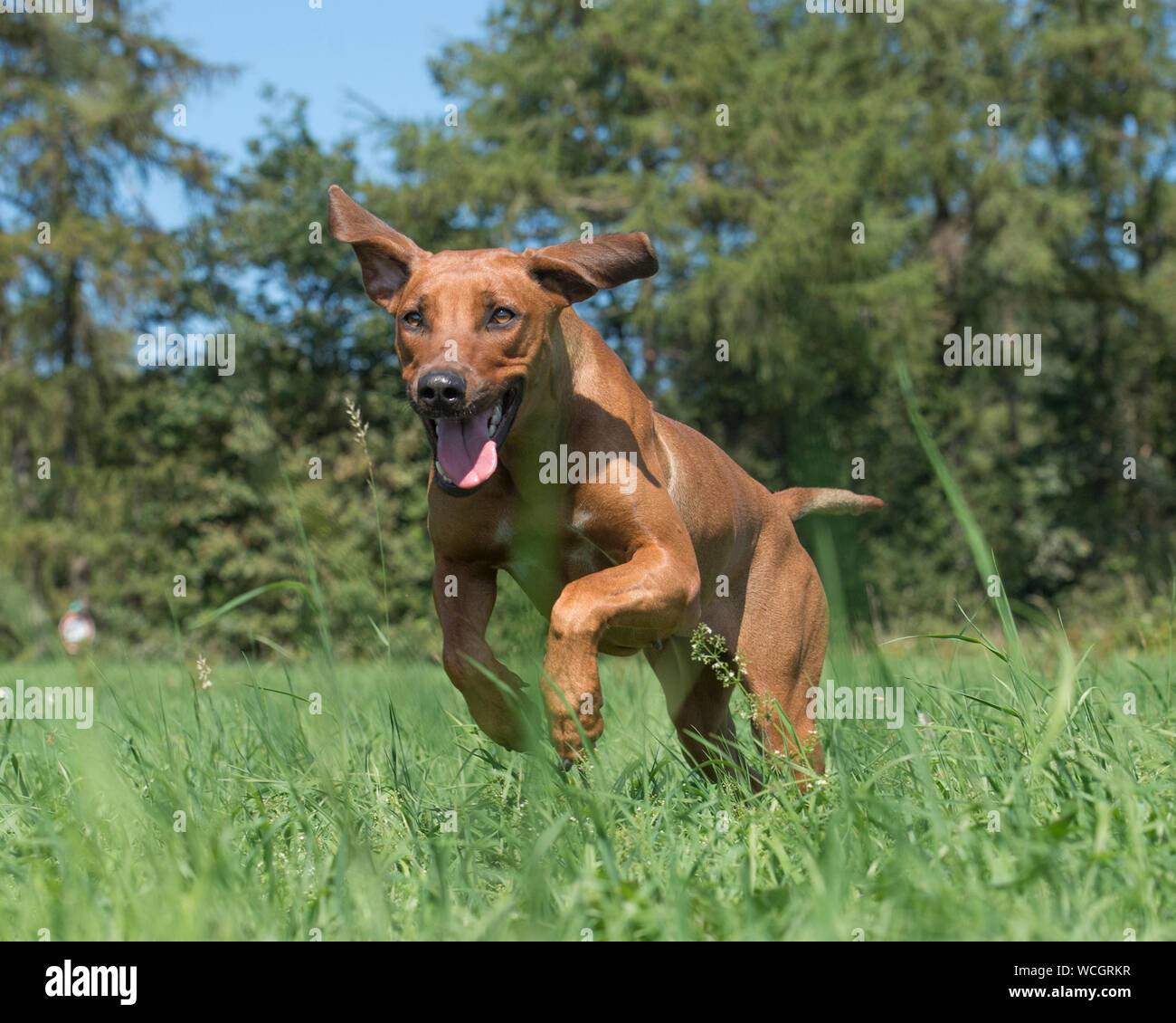 Le Rhodesian Ridgeback Rhodesian ridge back Banque de photographies et d’images à haute ...