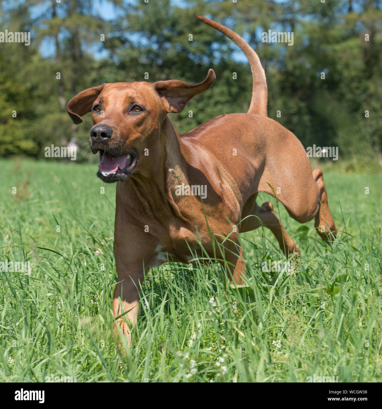 Le Rhodesian Ridgeback Banque D'Images