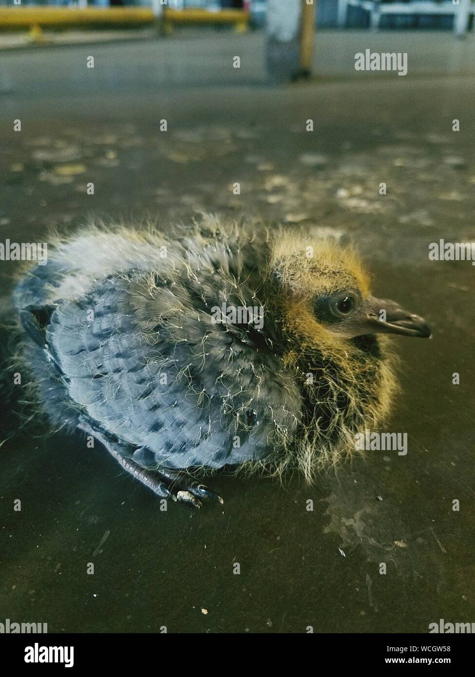 Baby Pigeon Banque D Image Et Photos Alamy