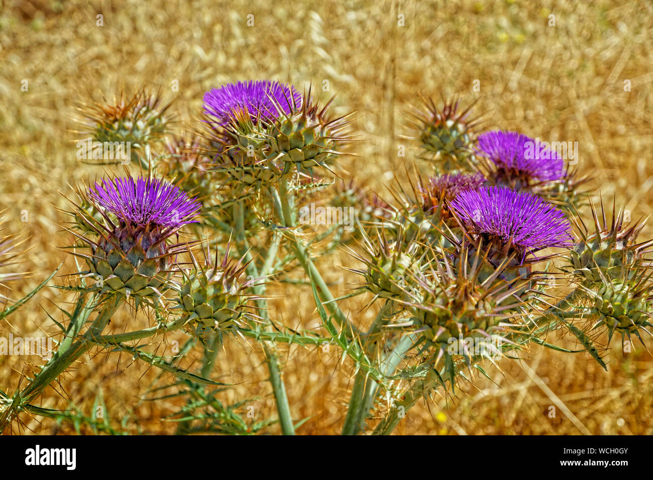 Fleurs de chardon. Banque D'Images