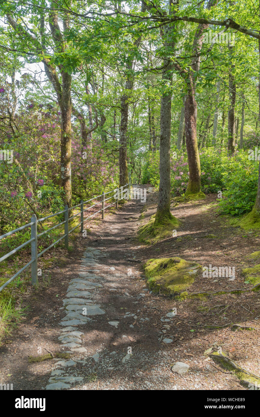 De plus en plus dans les forêts de rhododendrons au-dessus de la rivière Mynach, Pont du Diable Ceredigion Pays de Galles au Royaume-Uni. Juin 2019 Banque D'Images