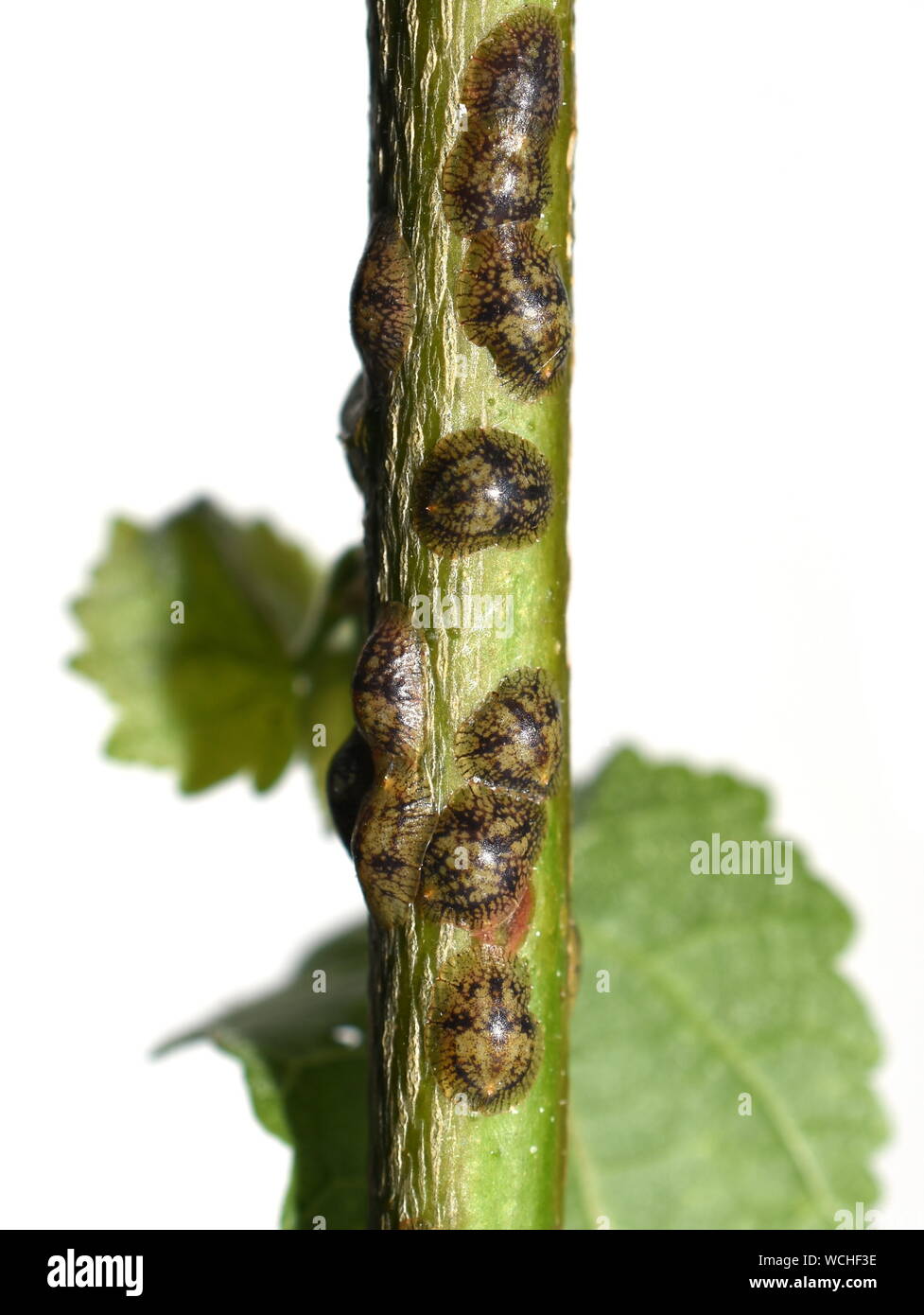 La tige des plantes infestées par les cochenilles coccoidea isolé sur fond blanc Banque D'Images