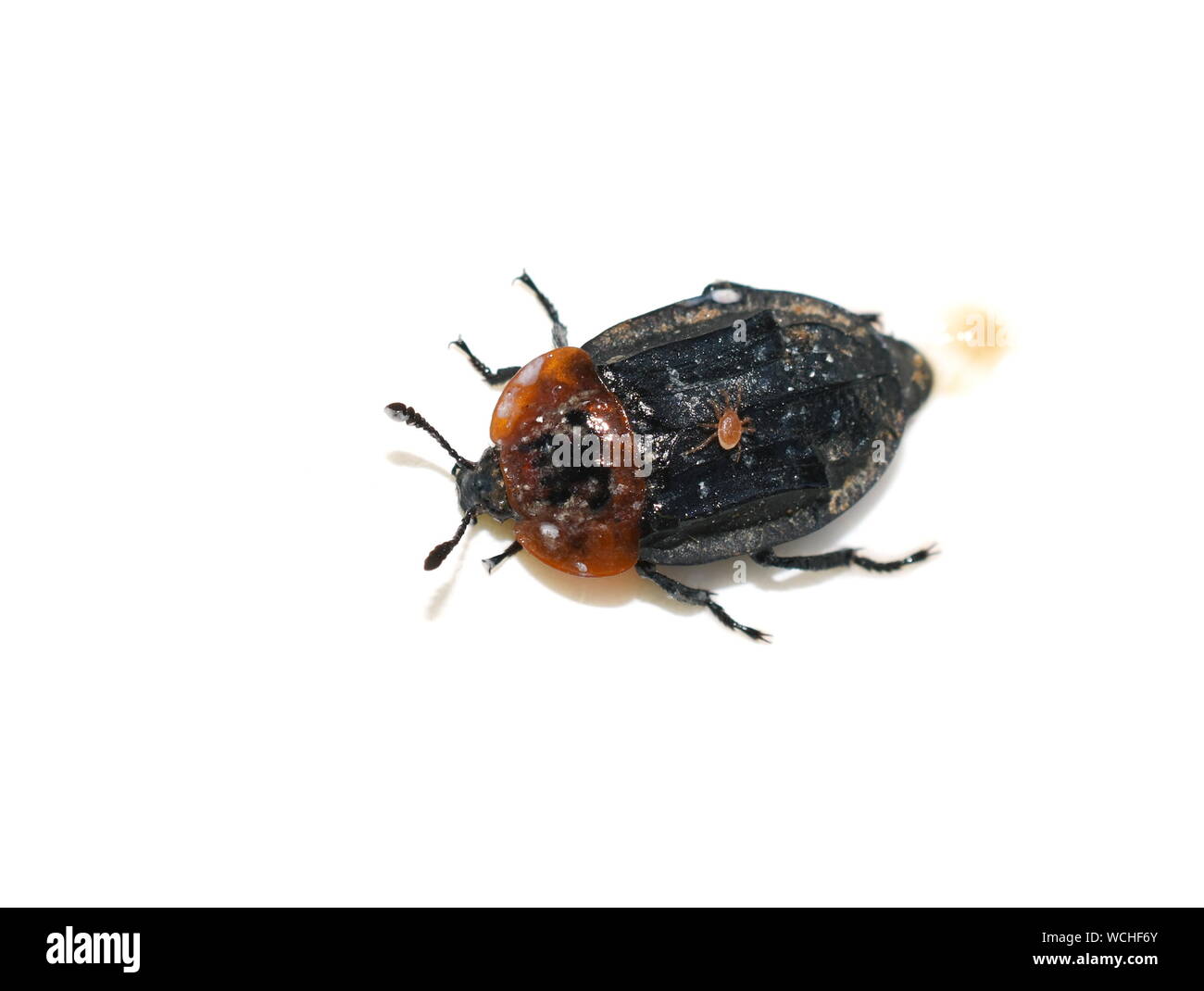 Red-breasted carrion beetle Oiceoptoma thoracicum isolé sur fond blanc Banque D'Images