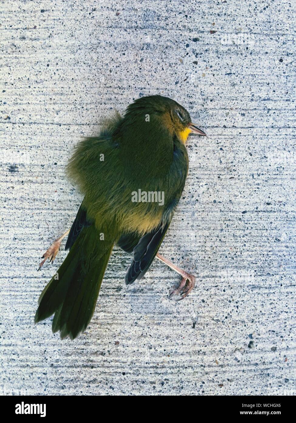 Oiseau mort Banque de photographies et d’images à haute résolution Alamy