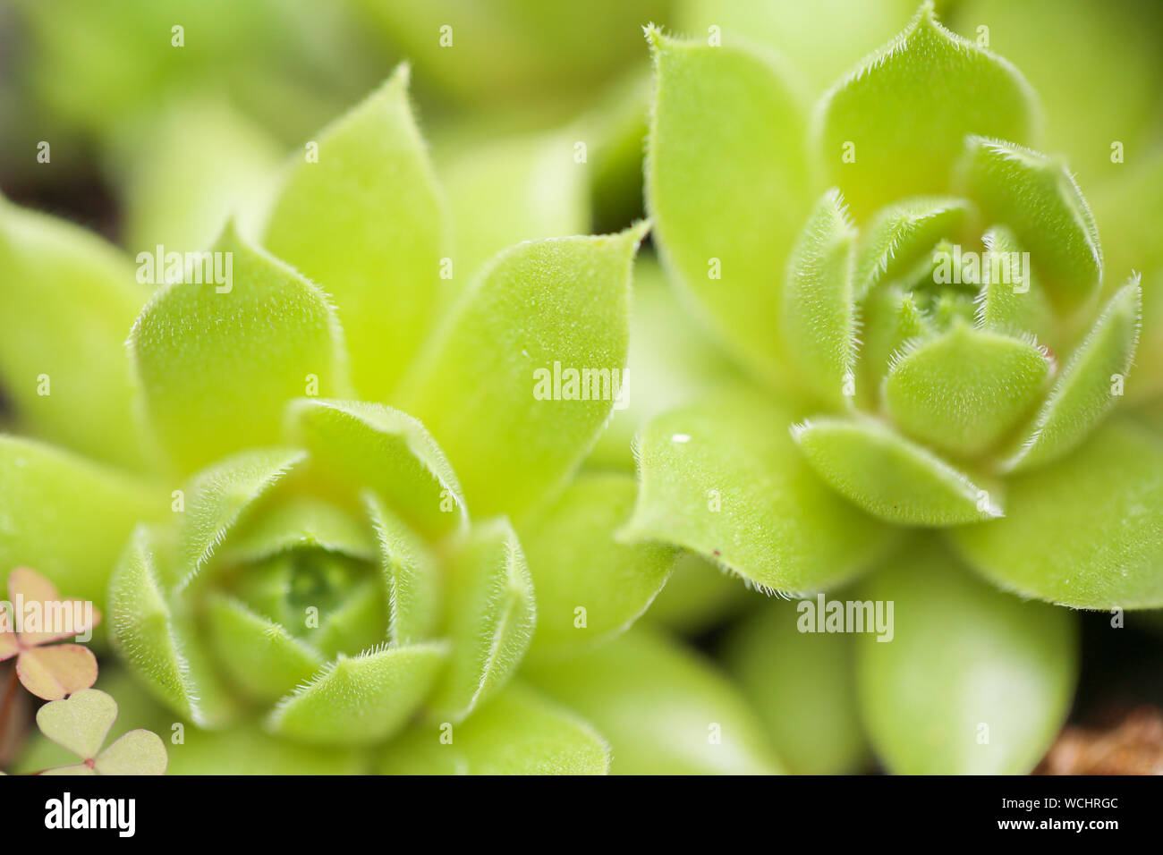 Les feuilles des plantes d'agave pointu - Image Banque D'Images