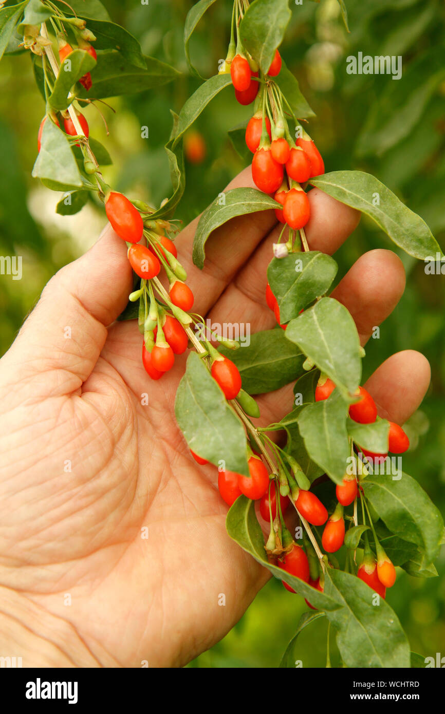 Les baies de goji. Le Lycium barbarum. Banque D'Images