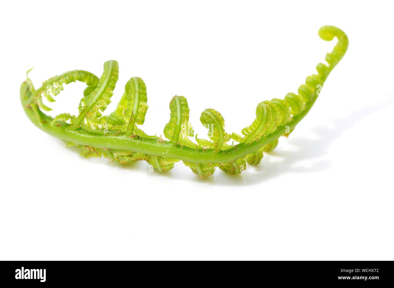 Nouvelle feuille verte d'une fougère sur fond blanc Banque D'Images