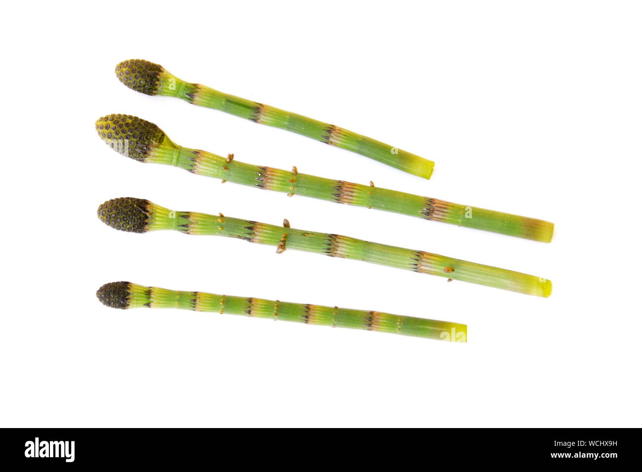 Gros plan sur les tiges de prêle sur fond blanc Banque D'Images