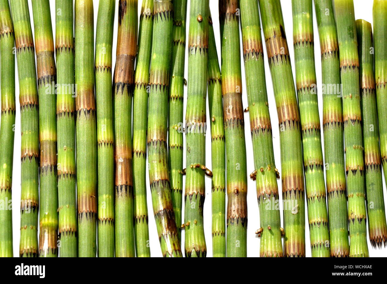 Gros plan sur les tiges de prêle Equisetum Banque D'Images