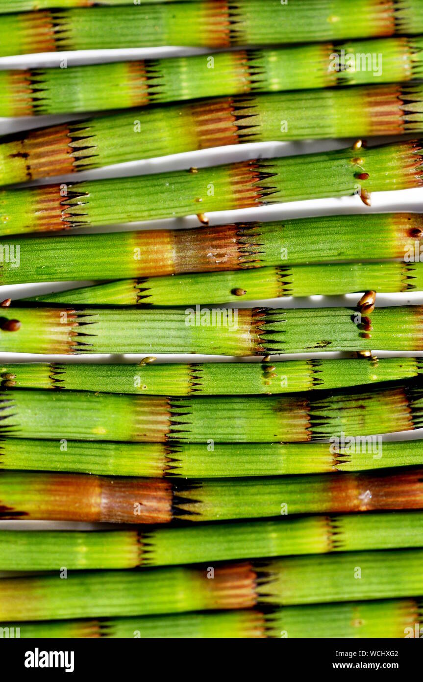 Gros plan sur les tiges de prêle Equisetum Banque D'Images