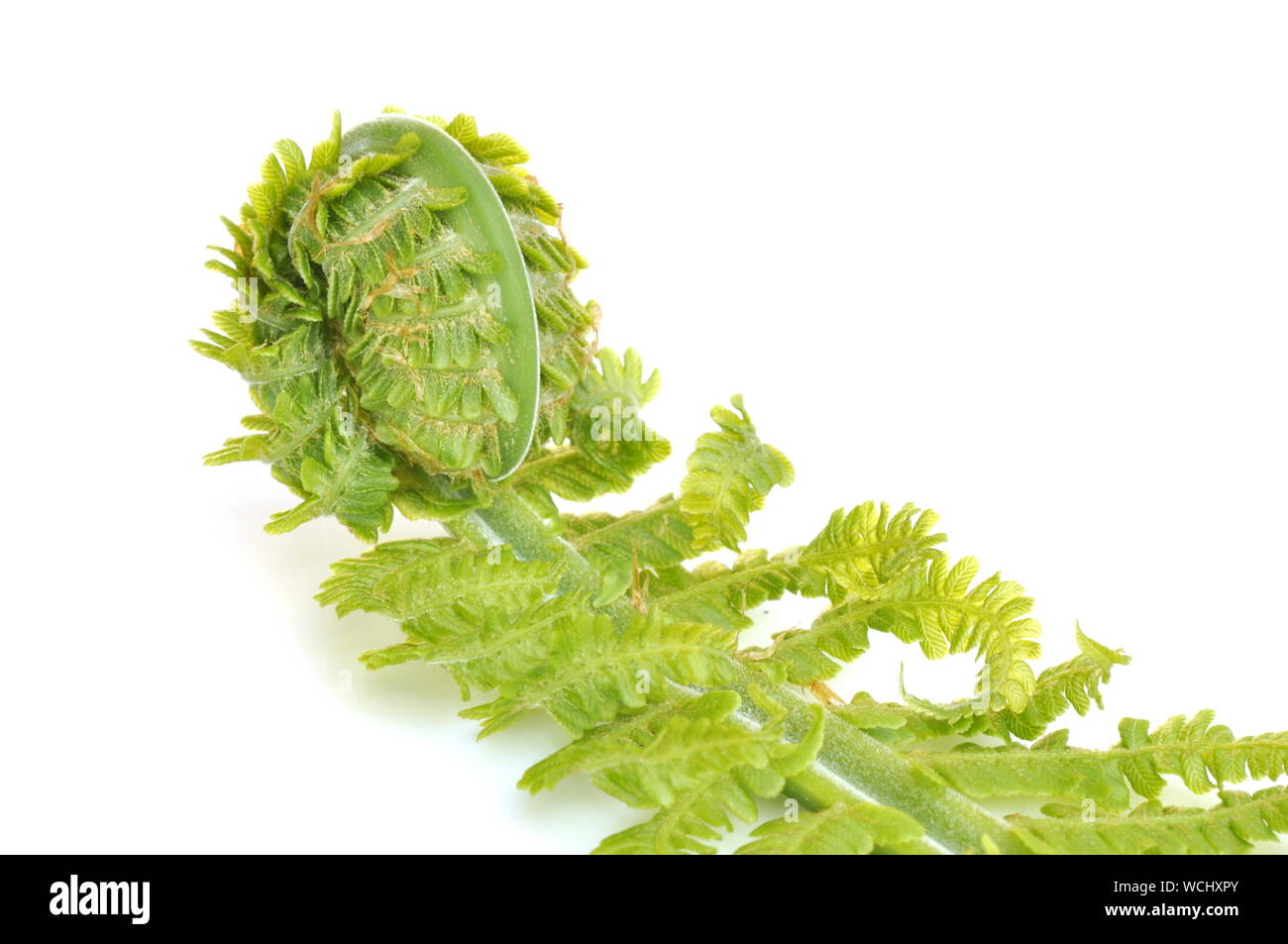 Nouvelle feuille verte d'une fougère déployer sur fond blanc Banque D'Images