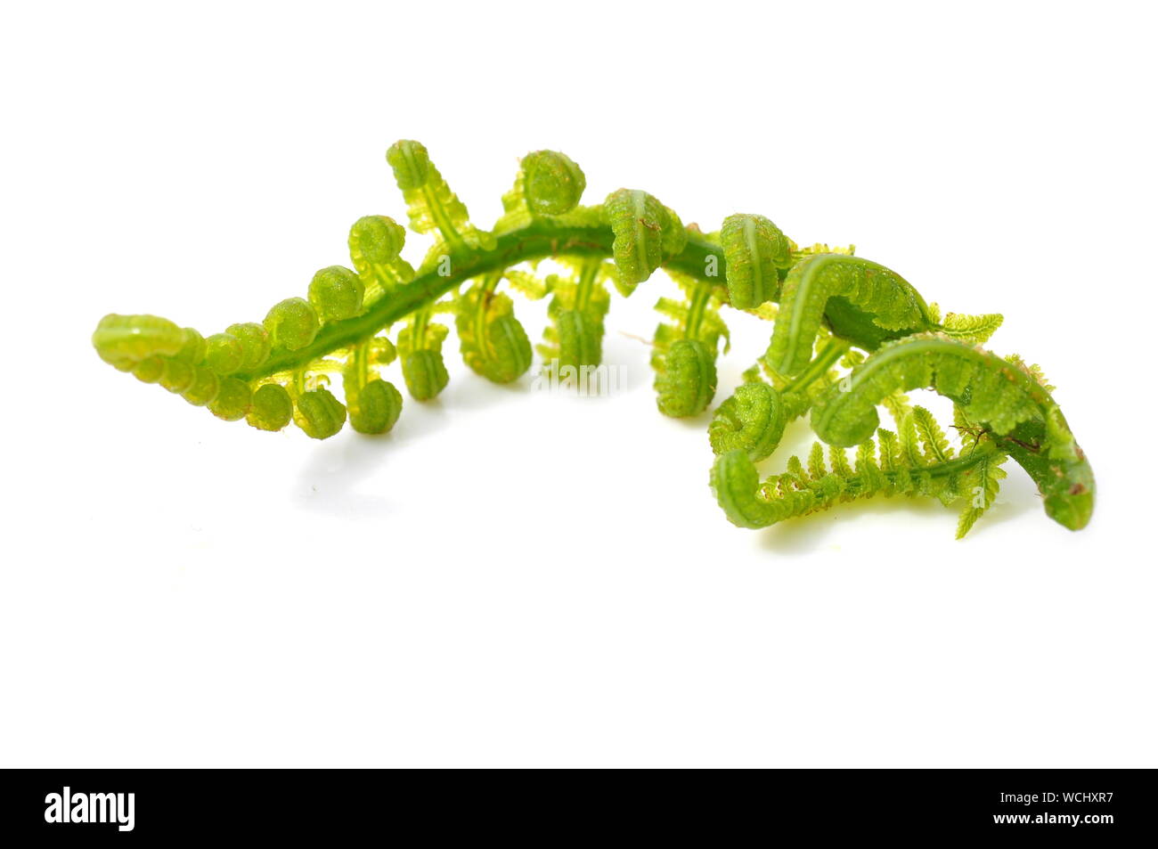 Nouvelle feuille verte d'une fougère sur fond blanc Banque D'Images