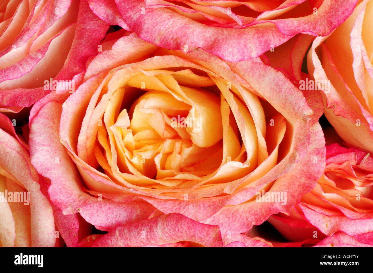 Gros plan sur une rose et orange rose Banque D'Images