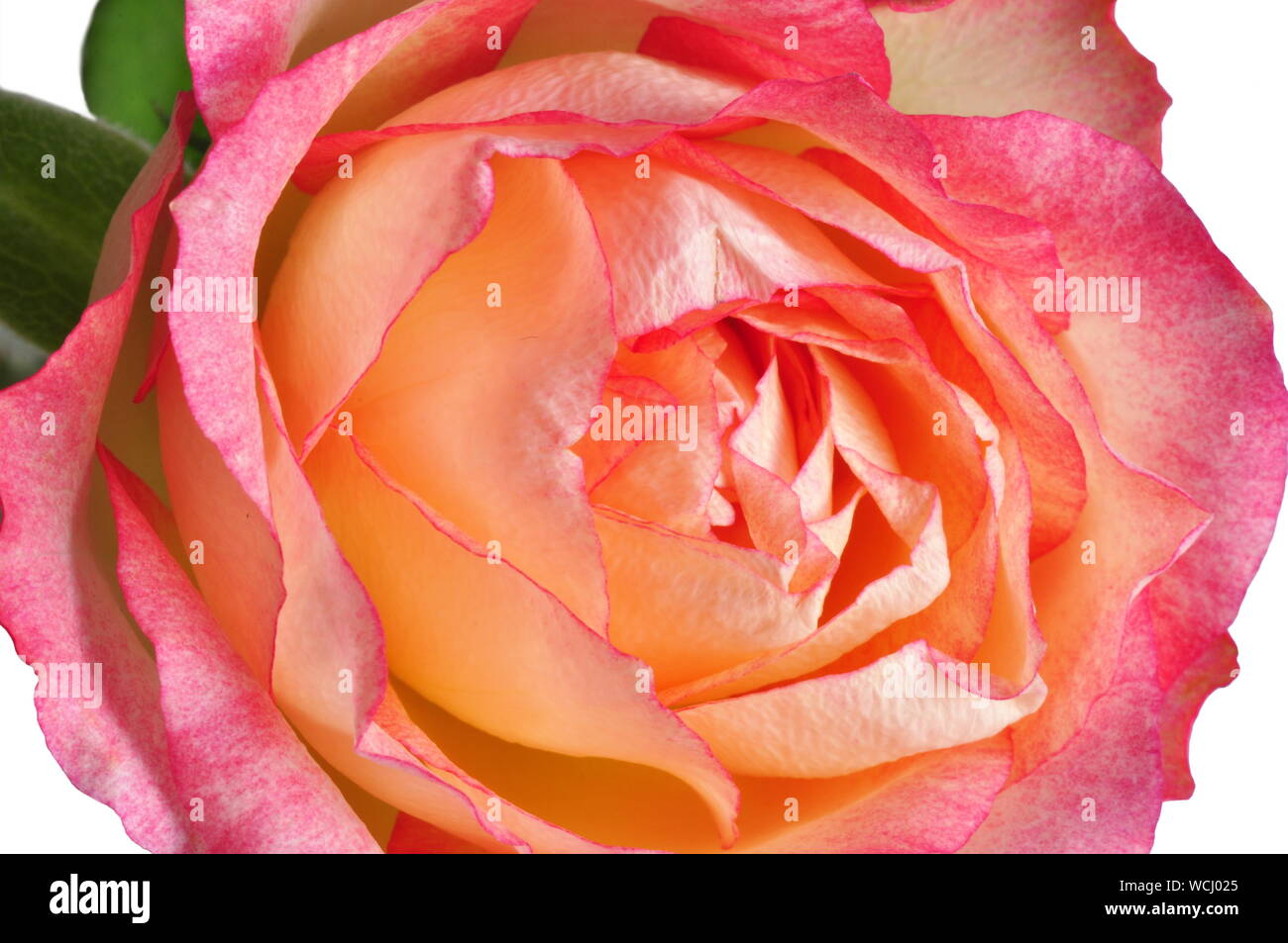 Gros plan sur une rose et orange rose Banque D'Images