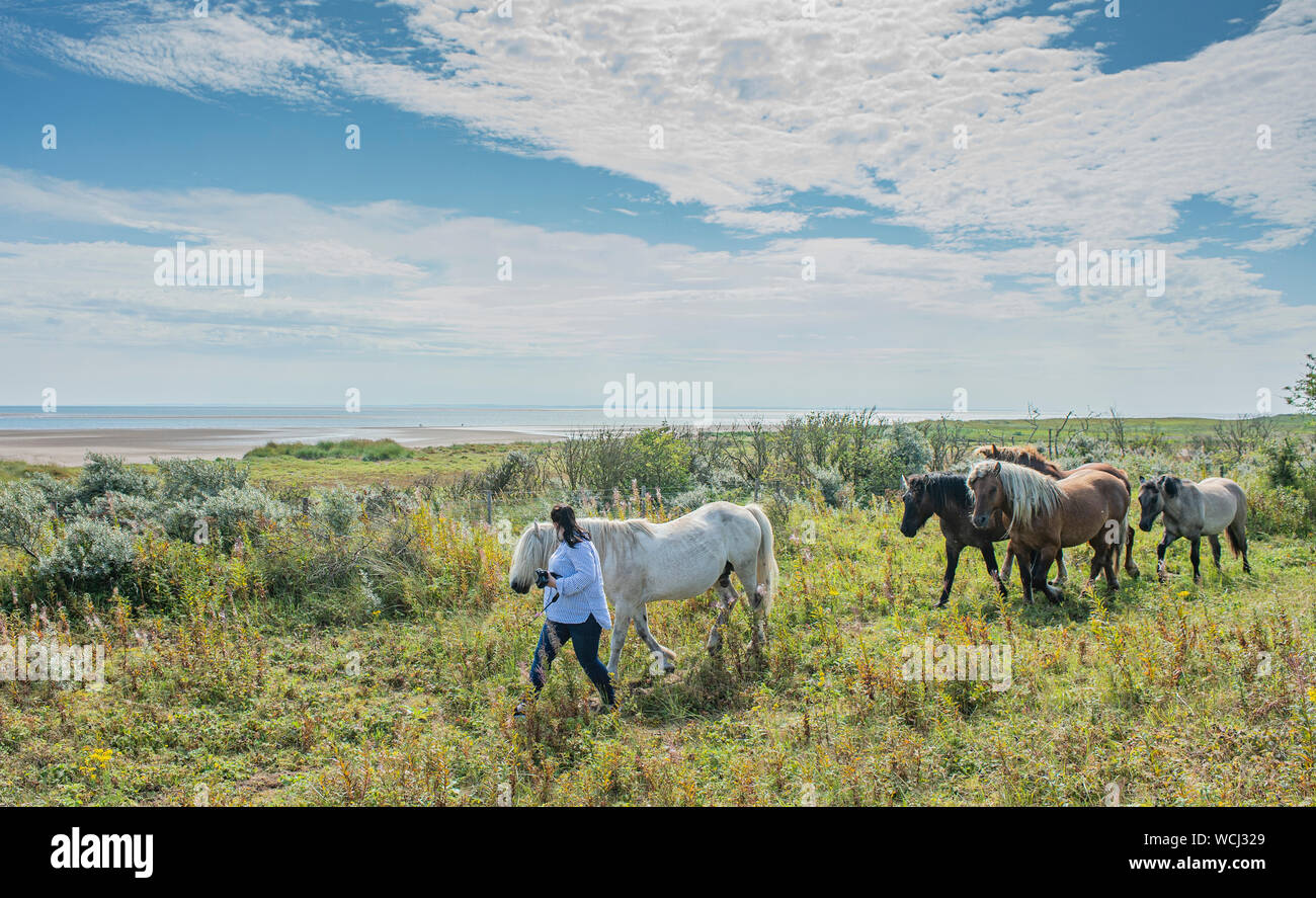 Gibraltar Point, Skegness, dans le Lincolnshire, au Royaume-Uni. 28 août 2019. Grace Troup entraîne ses poneys Highland nommé huppée, Spitfire, Talisman, Wotsit et basilic qui vivent sur la côte du Lincolnshire Wildlife Trust Réserve naturelle nationale de Gibraltar Point où ils aident l'habitat de nombreuses espèces dans la réserve de conservation avec le pâturage. Crédit : Matt Limb OBE/Alamy Live News Banque D'Images