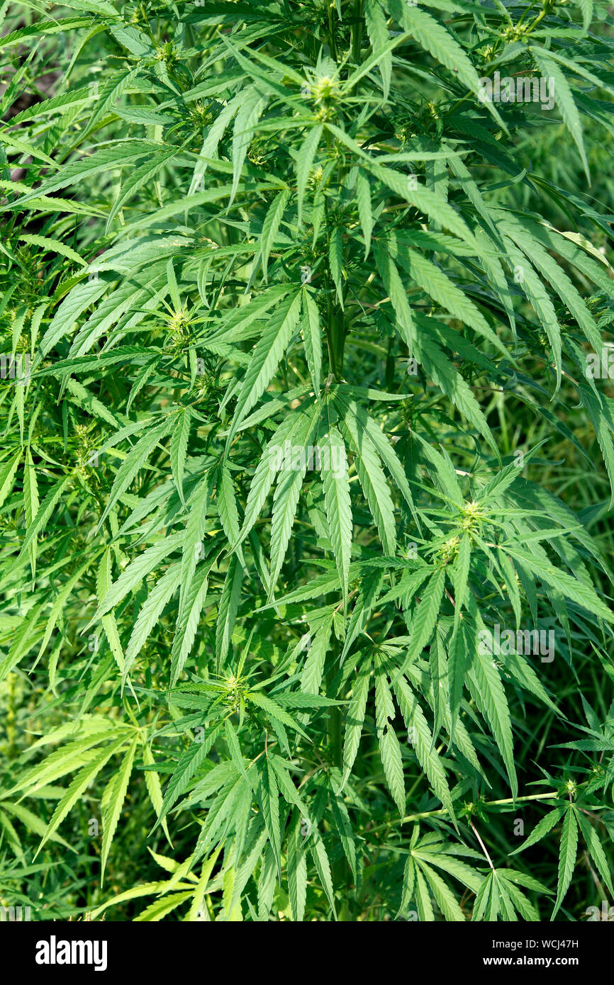 La marijuana. Cannabis sativa. Banque D'Images