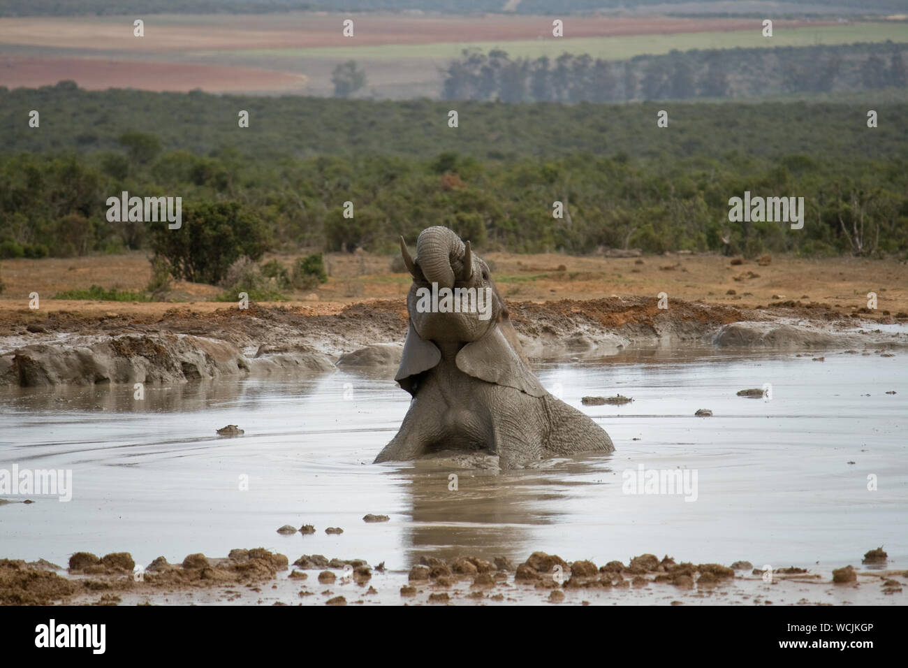 L'eau potable de l'éléphant dans le lac Banque D'Images