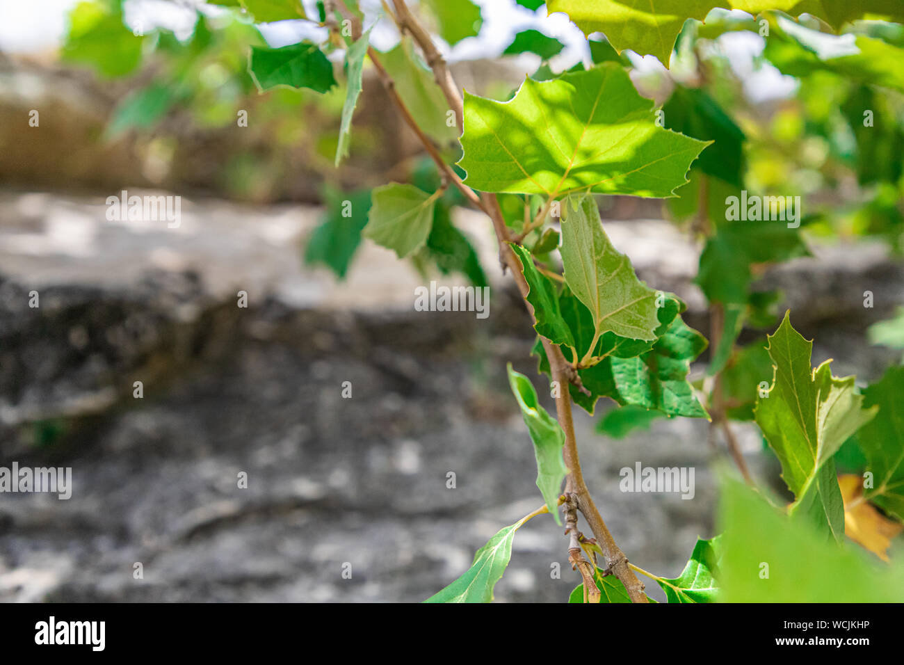 Du soleil à travers feuilles Banque D'Images