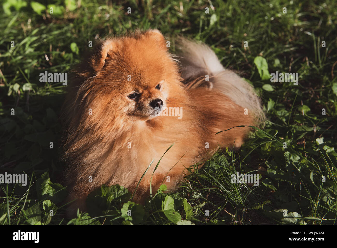 Portrait d'un Spitz marron allongé sur l'herbe verte. Fluffy chien ressemble à un petit lion. Banque D'Images