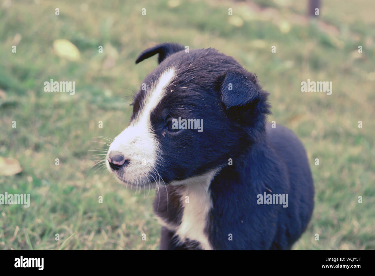 Chiot mignon pauvres en Inde. branche de chiot. Banque D'Images
