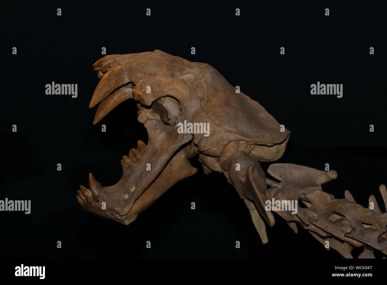 Crâne d'un chat, Xenosmilus hodsonae Sabre, du Pléistocène 1.8 millions à 10 000 ans. Banque D'Images