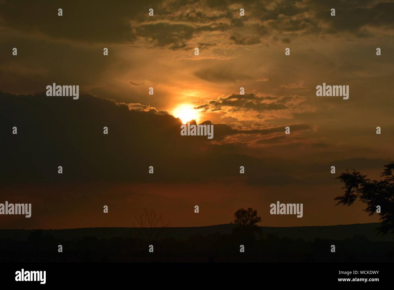 Silhouette des arbres contre ciel dramatique pendant le coucher du soleil Banque D'Images