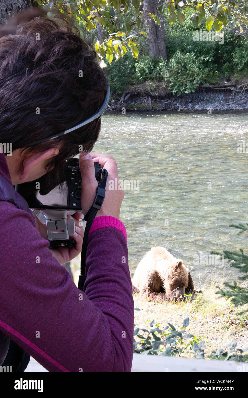 Jeune femme photographe s'aligne un tir d'un Grizzly assis sur une rive du fleuve. Nakina River, Colombie-Britannique, Canada Banque D'Images