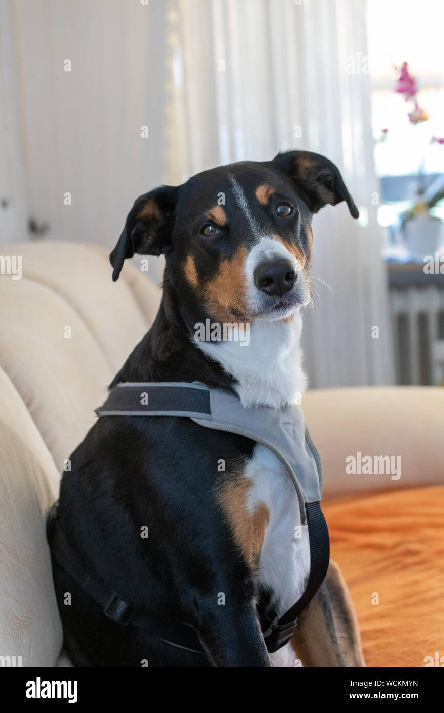 L'Appenzeller adorable chiot sur canapé à l'intérieur Banque D'Images