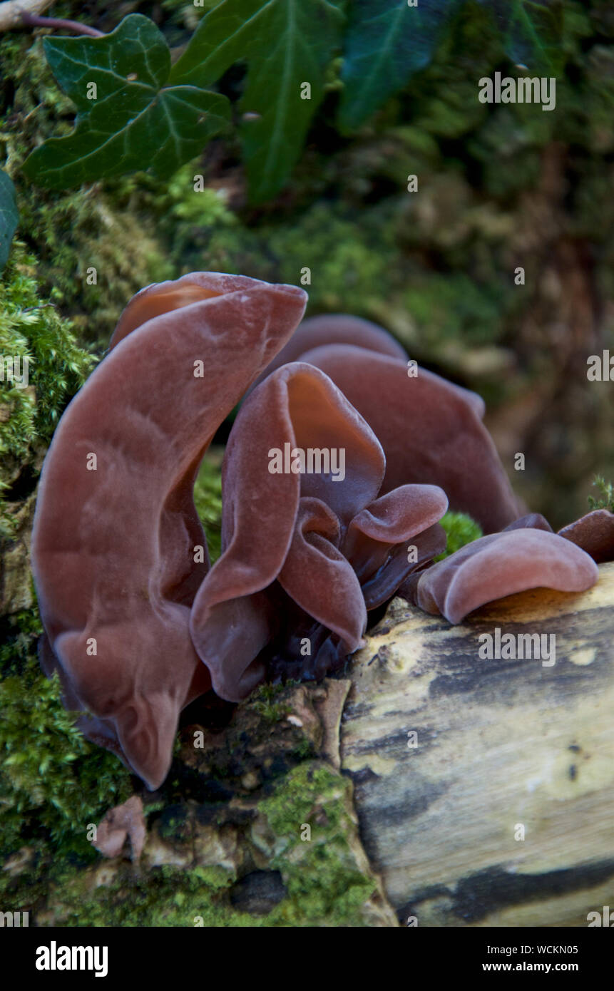 Jelly oreille champignon poussant sur le bois. Banque D'Images