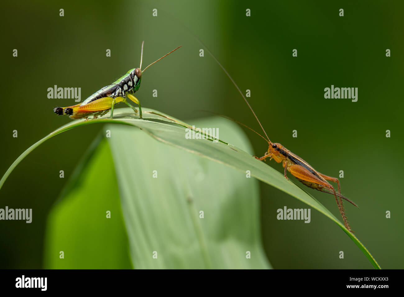 À pattes jaunes sauterelle de riz et de cricket face à face sur la feuille d'herbe tout en déplaçant l'antenne Banque D'Images