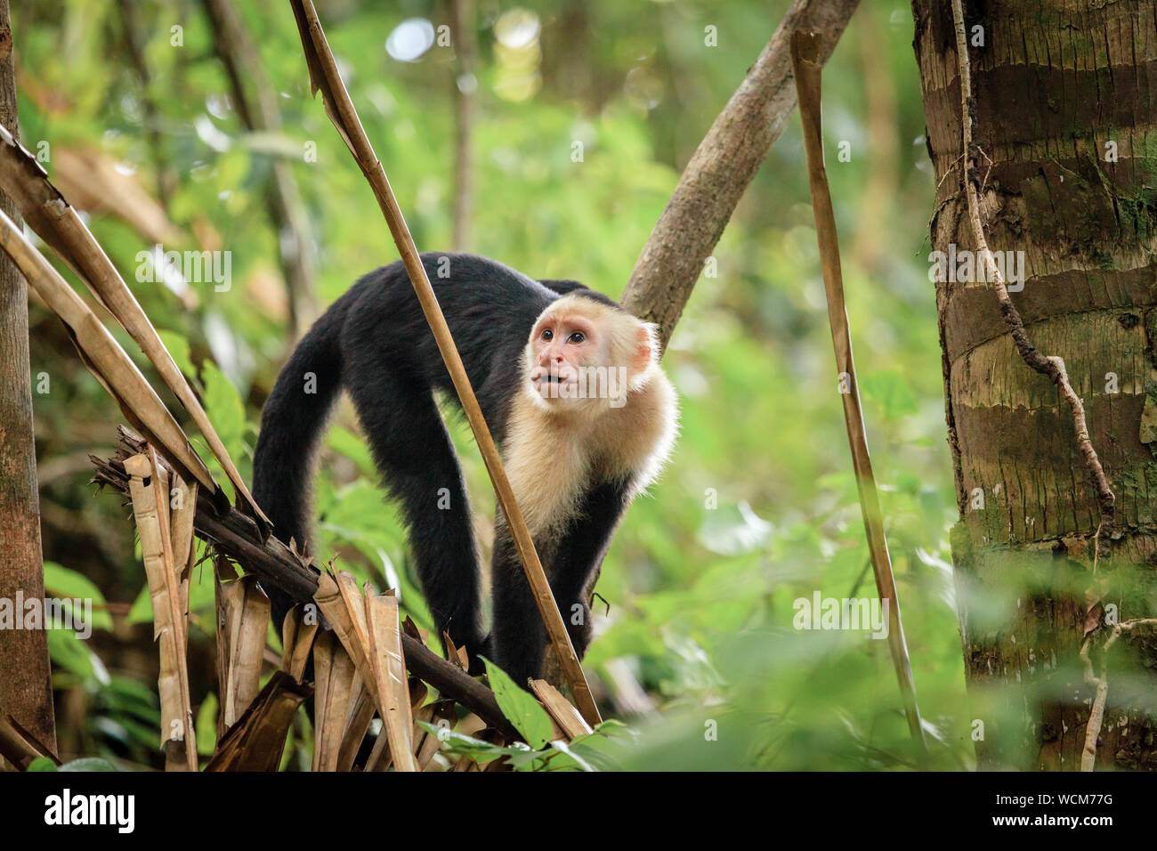 Singe capucin dans une forêt tropicale au Costa Rica Banque D'Images