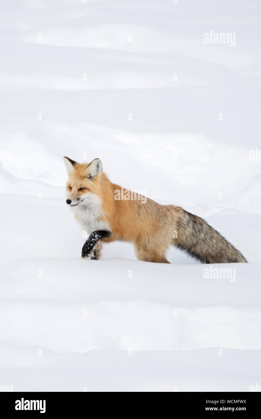 American Red Fox (Vulpes vulpes fulva ) en hiver, la course dans la neige profonde, NP Yellowstone, Wyoming, USA. Banque D'Images