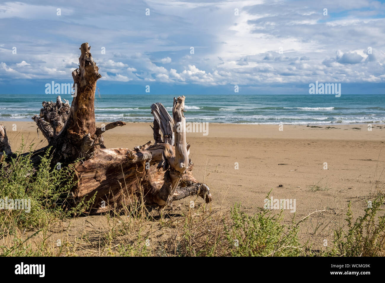 Une racine d'arbre est venu de la mer et plage solitaire naturel.. Banque D'Images