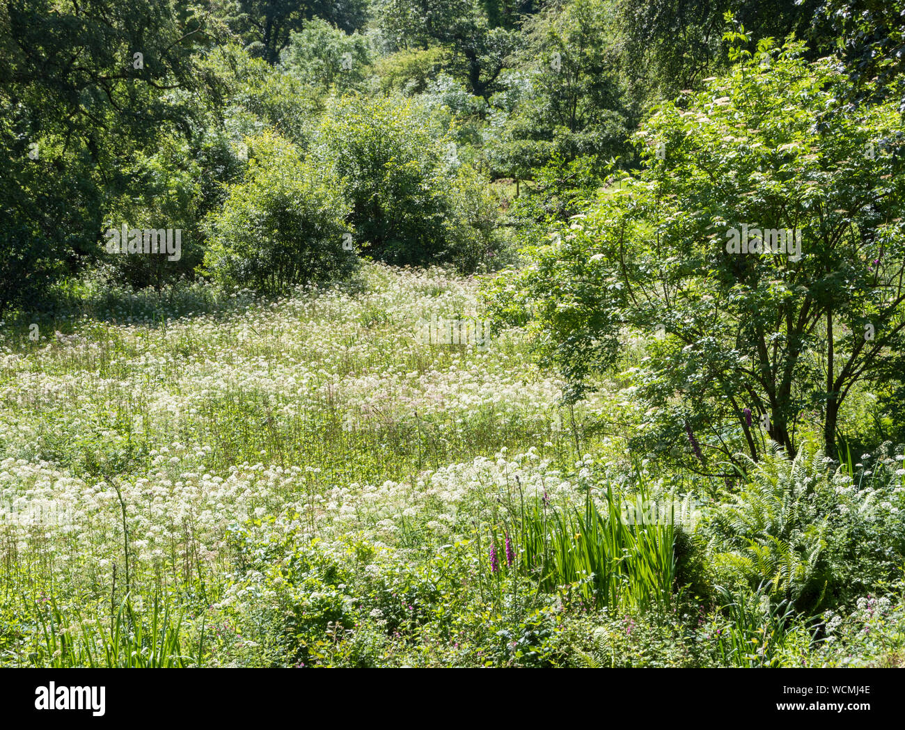 En été, les jardins perdus de Heligan, Cornwall Banque D'Images