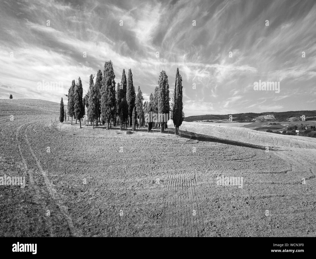 Groupe de cyprès en Toscane, Italie. Paysage d'été de l'antenne. Le noir et blanc Banque D'Images