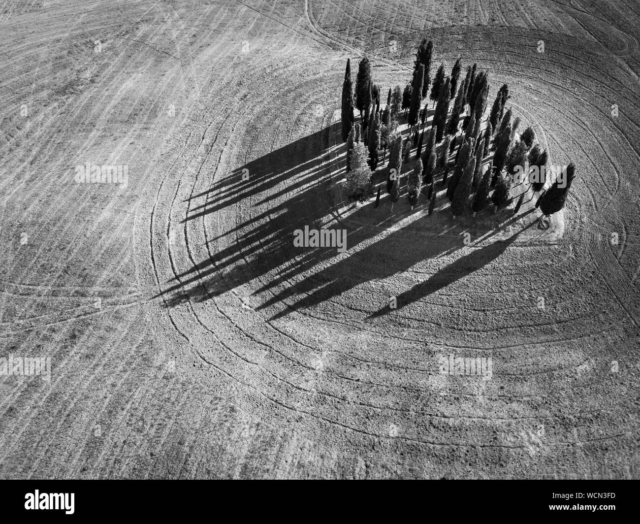 Groupe de cyprès en Toscane, Italie. Paysage d'été de l'antenne. Le noir et blanc Banque D'Images