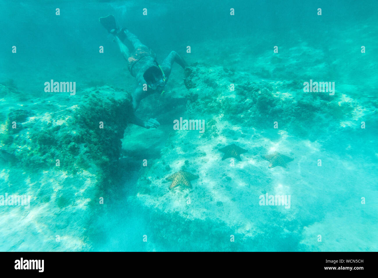 Plongée en eau profonde de l'homme regarde les étoiles de mer et des récifs coralliens, des Caraïbes, Antilles, Amérique Centrale Banque D'Images