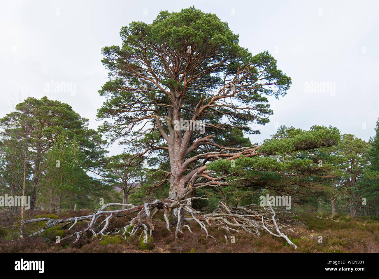 Vieux arbres de pin sylvestre (Pinus sylvestris) avec les racines exposées dans la lande, le Parc National de Cairngorms, Badenoch et Strathspey, Ecosse, Royaume-Uni Banque D'Images