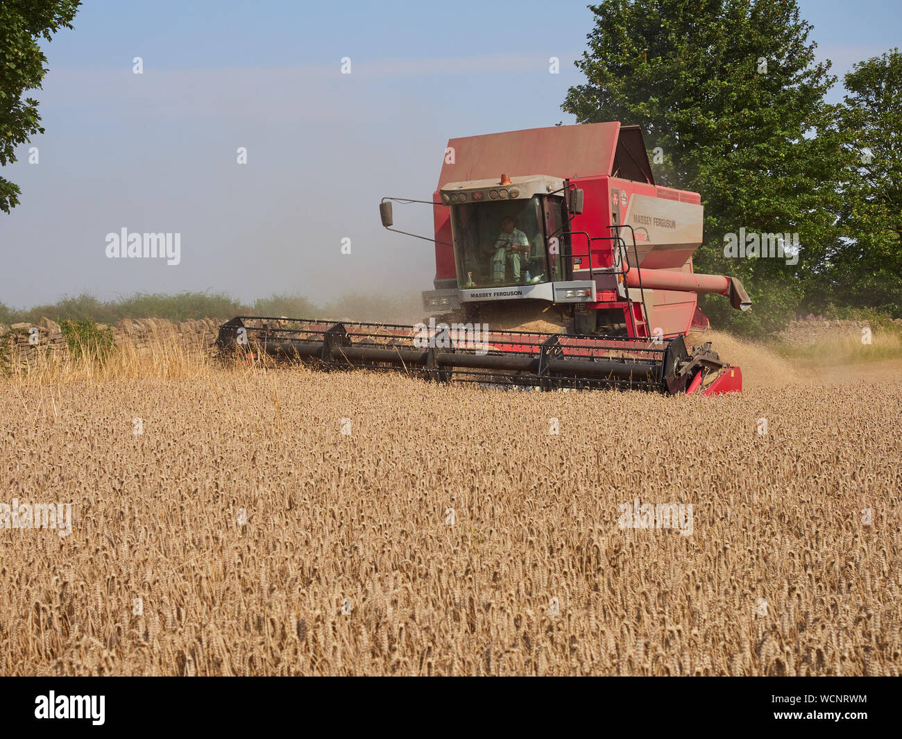 Massey Ferguson 7278 Cerea une moissonneuse-batteuse, travaillant dans un champ de blé d'hiver au cours de la période de récolte d'été Banque D'Images
