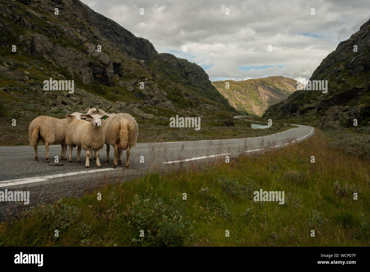 Moutons dans le parc national de Jotunheimen, Norvège, Scandinavie Banque D'Images